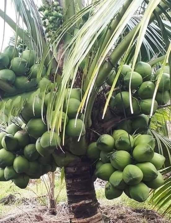 उत्तम दर्जाची सर्व प्रकारची रोपे उपलब्ध! 
