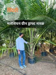 हिंदवी होलसेल नर्सरी