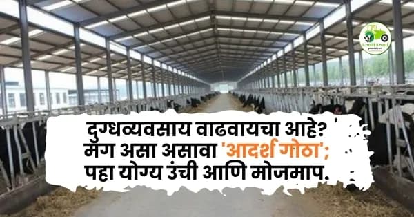 दुग्धव्यवसाय फायदेशीर करायचा असेल तर असा असावा 'आदर्श गोठा'; जाणून घ्या योग्य उंची आणि बांधणीचे शास्त्र
