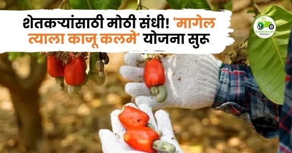 शेतकऱ्यांसाठी मोठी संधी! 'मागेल त्याला काजू कलमे' योजना सुरू; आता फळबाग लागवड होणार सोपी, असा करा अर्ज