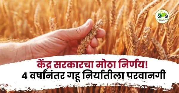 केंद्र सरकारचा मोठा निर्णय! ४ वर्षांनंतर गहू निर्यातीला परवानगी