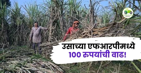 उसाच्या एफआरपीमध्ये १०० रुपयांची वाढ! २०२६-२७ हंगामासाठी ३,६५० रुपये दर जाहीर; पहा काय आहेत नवे नियम