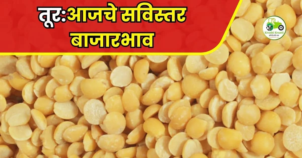 तूर बाजारभाव अपडेट
