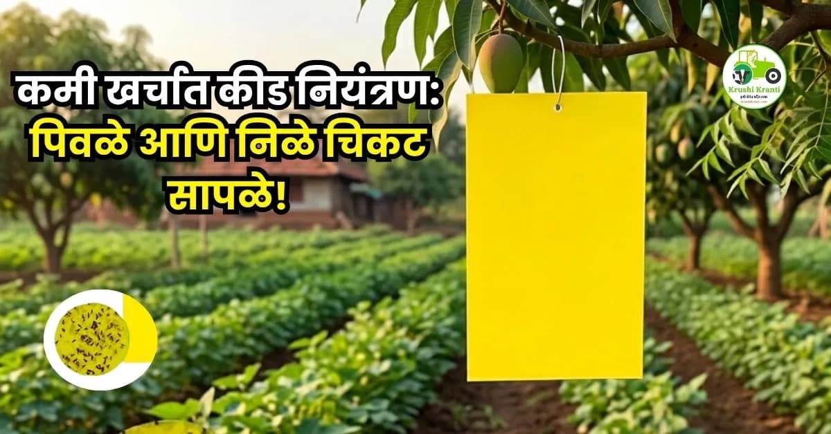 पिवळे आणि निळे चिकट सापळे!