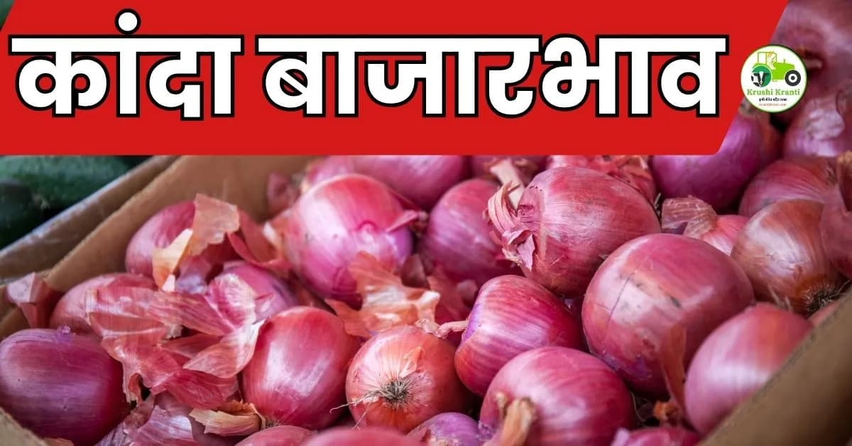 कांदा बाजारभाव