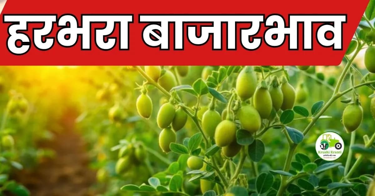 हरभरा बाजारभाव