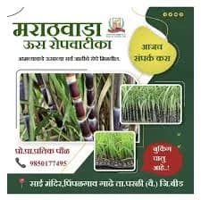 मराठवाडा ऊस रोपवाटीका 