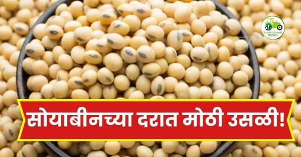 सोयाबीनच्या दरात मोठी उसळी! दिग्रस बाजारात ७,१०० रुपयांचा टप्पा पार; पाहा आजचे ताजे बाजारभाव