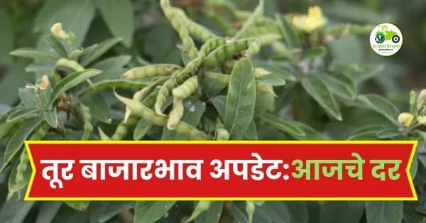तूर बाजारभाव अपडेट: अकोला आणि नागपूर बाजारात तुरीची मोठी आवक; ७,८०० रुपयांचा टप्पा पार, पहा आजचे दर