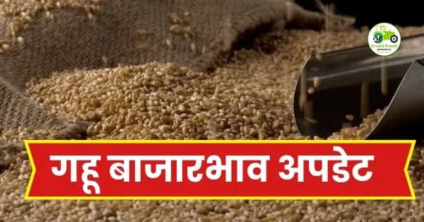 गहू बाजारभाव अपडेट: पुणे बाजारात गव्हाची ऐतिहासिक झेप; ६,४०० रुपयांचा टप्पा पार, पाहा आजचे ताजे दर