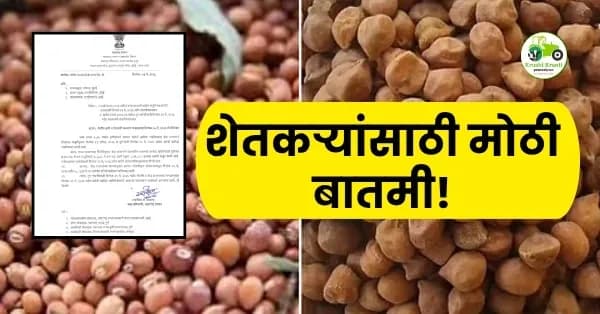 शेतकऱ्यांसाठी मोठी बातमी! हरभरा आणि तूर खरेदीला मुदतवाढ; वाढीव कोट्यासह 'या' तारखेपर्यंत होणार खरेदी