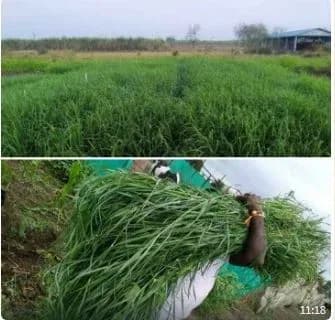 गवताचे बेणे मिळेल