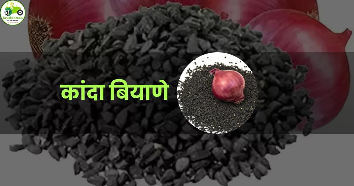 कांदा बियाणे 
