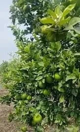 मोसंबी विकणे आहे