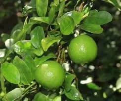 लिंबू विकणे आहे