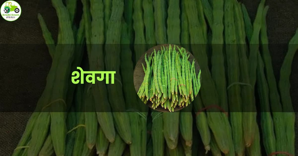 Shevga