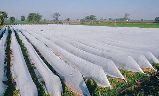 🌱क्रॉप कव्हर आच्छादित शेती एक उत्तम पर्याय