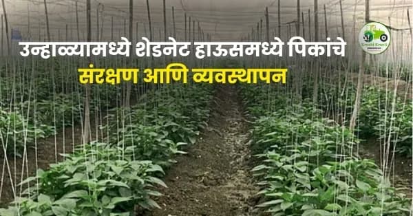 उन्हाळ्यामध्ये शेडनेट हाऊसमध्ये पिकांचे संरक्षण आणि व्यवस्थापन: एक संपूर्ण मार्गदर्शक