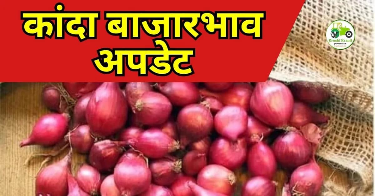 कांदा बाजारभाव अपडेट: उन्हाळी कांद्याच्या दरात किंचित सुधारणा; पिंपळगाव बसवंतमध्ये १९०० पार, पहा आजचे ताजे दर