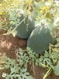 कलिंगड विकणे आहे