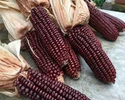मका बियाणे विकणे आहे