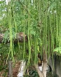 शेवगा बियाणे विकणे आहे