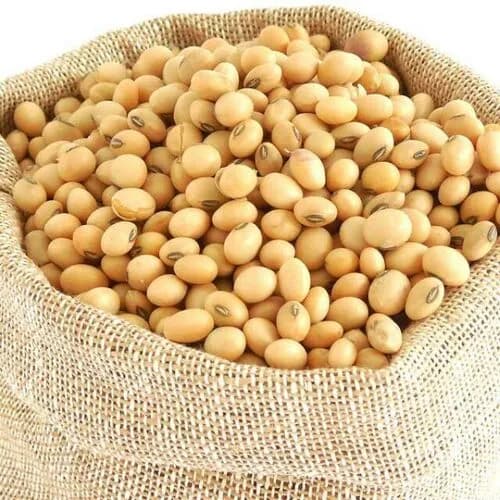 सोयाबीन विकणे आहे