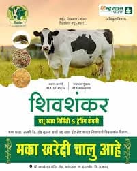 मका खरेदी केली जाईल