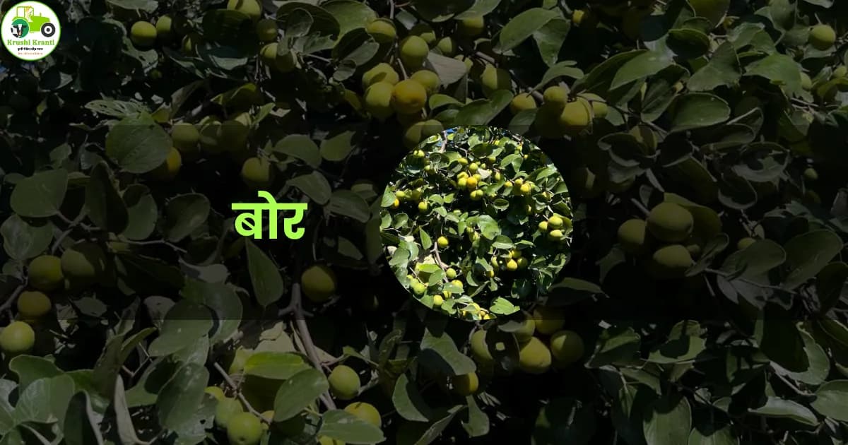 बोर रोपे