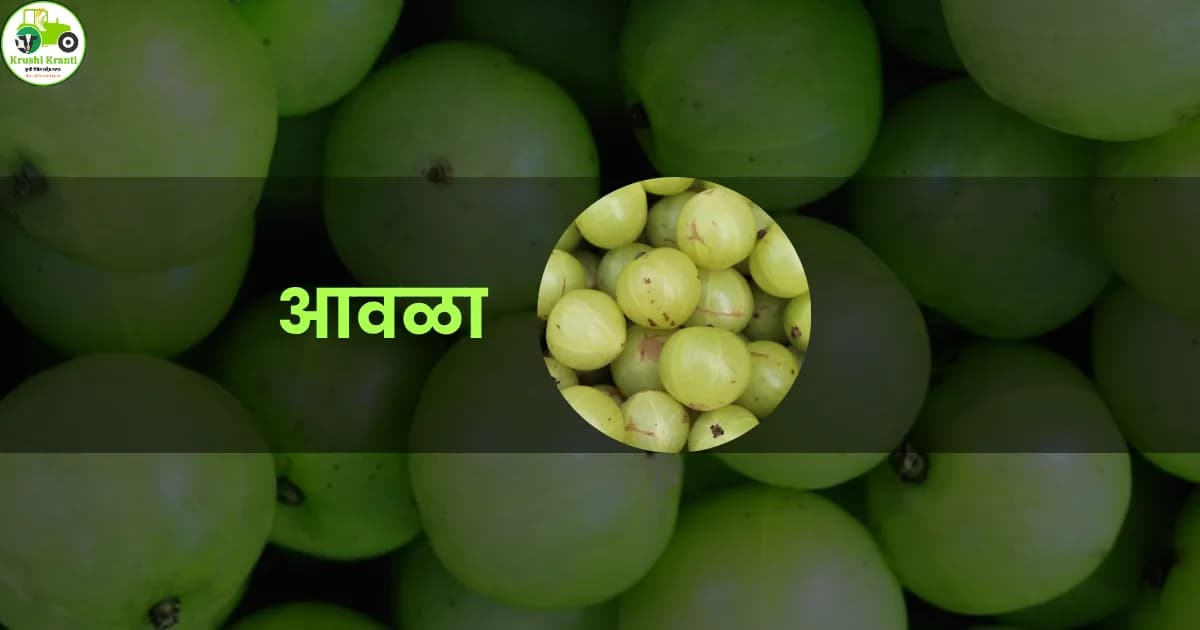 आवळा रोपे