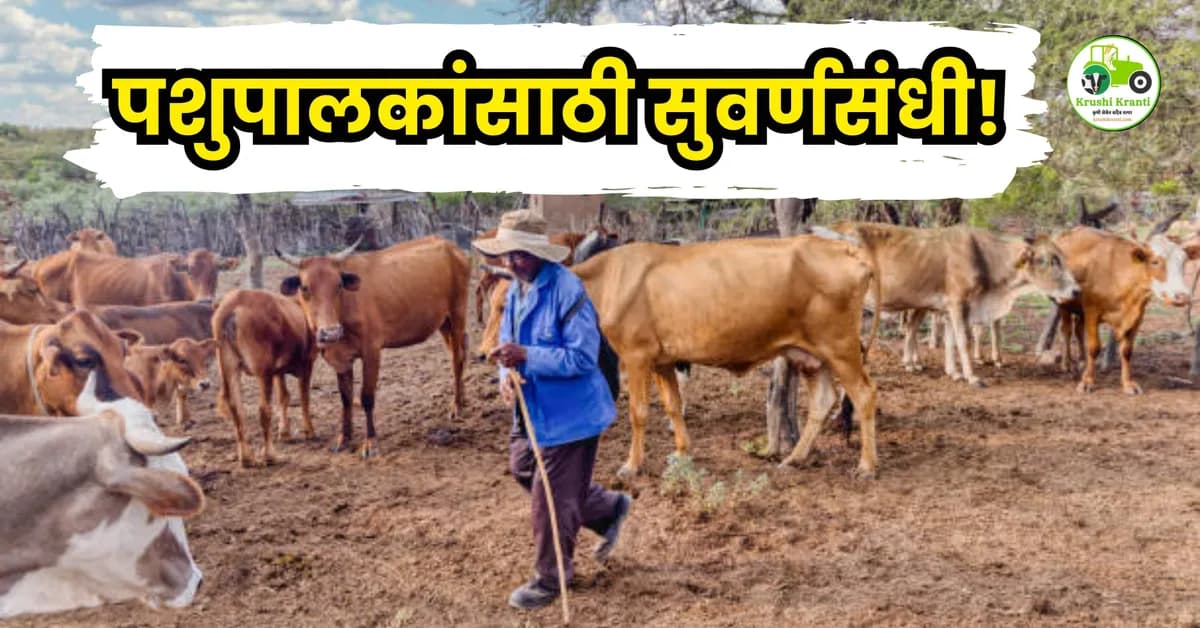 पशुपालकांसाठी सुवर्णसंधी! आता मिळणार ३ लाखांपर्यंत कर्ज तेही शून्य टक्के व्याजाने