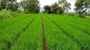 शेतातील विविध पिका विषयी माहिती