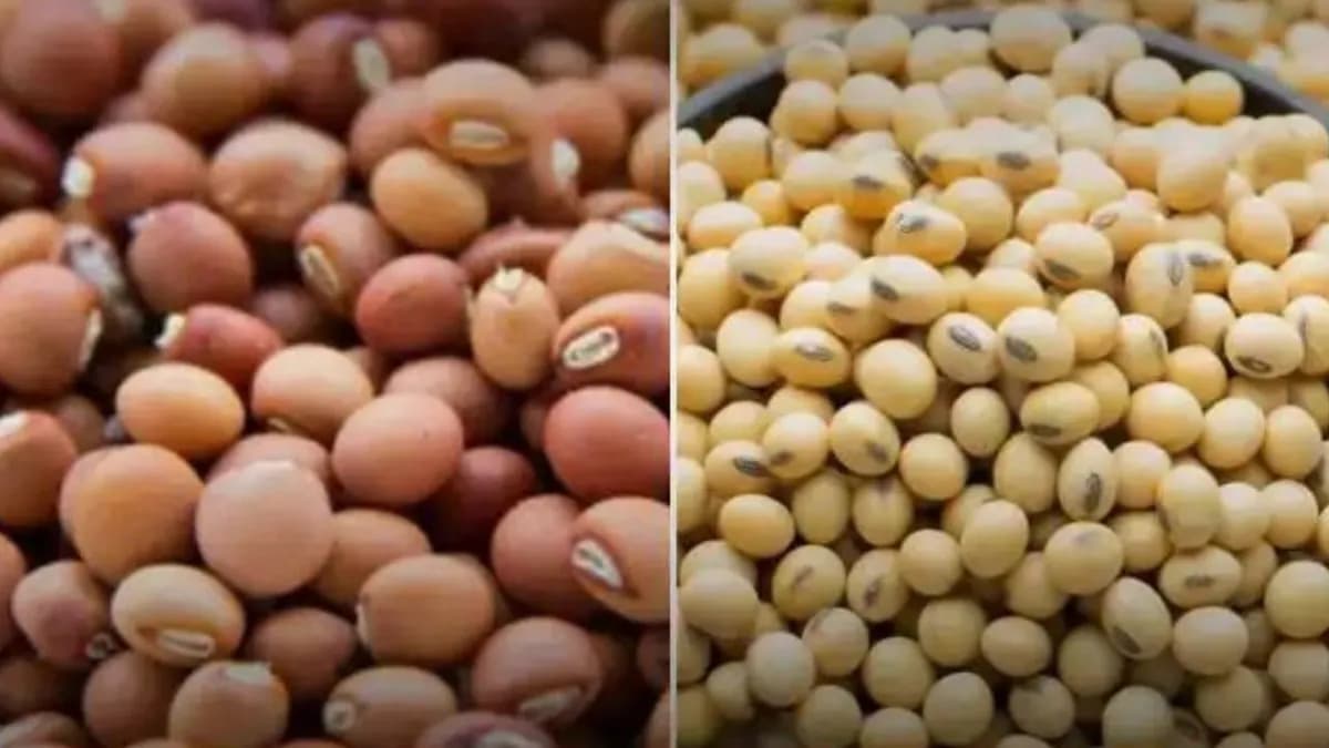 सोयाबीन तूर मुंग उडीद हरभरा कापूस यावर सल्ला मिळेल