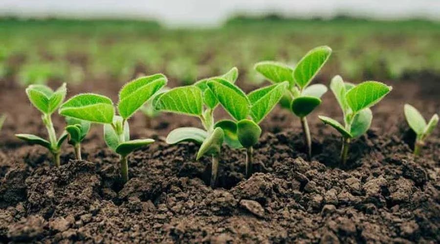 सेंद्रिय शेती बद्दल सल्ला मिळेल