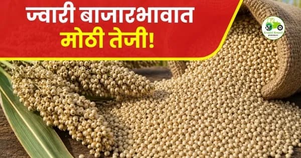 ज्वारी बाजारभावात मोठी चढ-उतार; पुणे बाजारात उच्चांकी ६६०० रुपये दर
