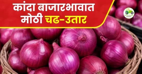 कांदा बाजारभावात मोठी चढ-उतार; पिंपळगाव बसवंतमध्ये उच्चांकी २३०१ रुपये दर
