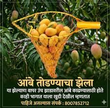 गहू पिकावर मावा (Aphids): ओळख, नुकसान आणि नियंत्रण उपाय – संपूर्ण मार्गदर्शन