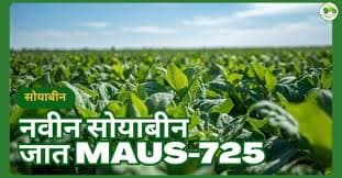 MAUS-725 सोयाबीन वाण | कमी दिवसांत जास्त उत्पादन देणारी नवी जात