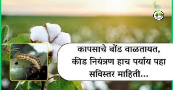 कापसाचे बोंड वाळतायत, कीड नियंत्रण हाच पर्याय पहा सविस्तर माहिती...