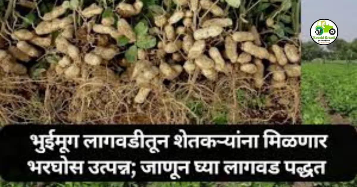 भुईमुगाच्या लागवडीने शेतकऱ्यांना कसे मिळवता येईल जास्त उत्पादन..?