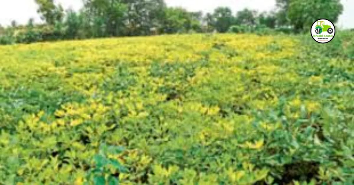 उन्हाळी भुईमुग लागवड, पहा संपूर्ण माहिती