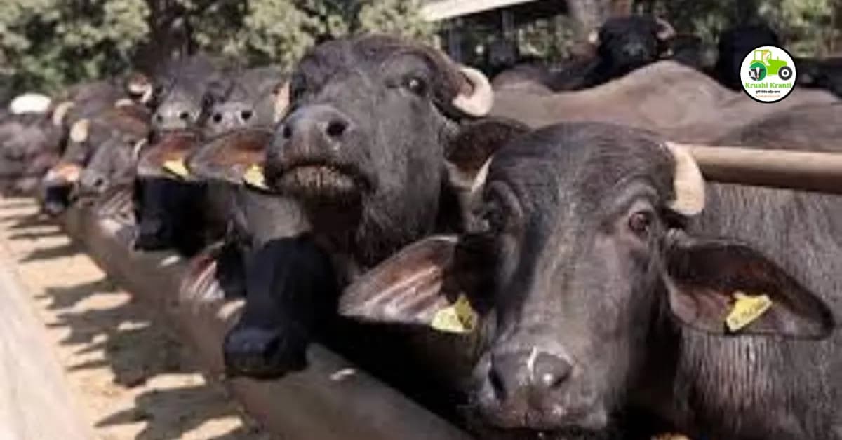म्हशींच्या या जाती देतात सर्वाधिक दुध, पशुपालकांना होतोय फायदा