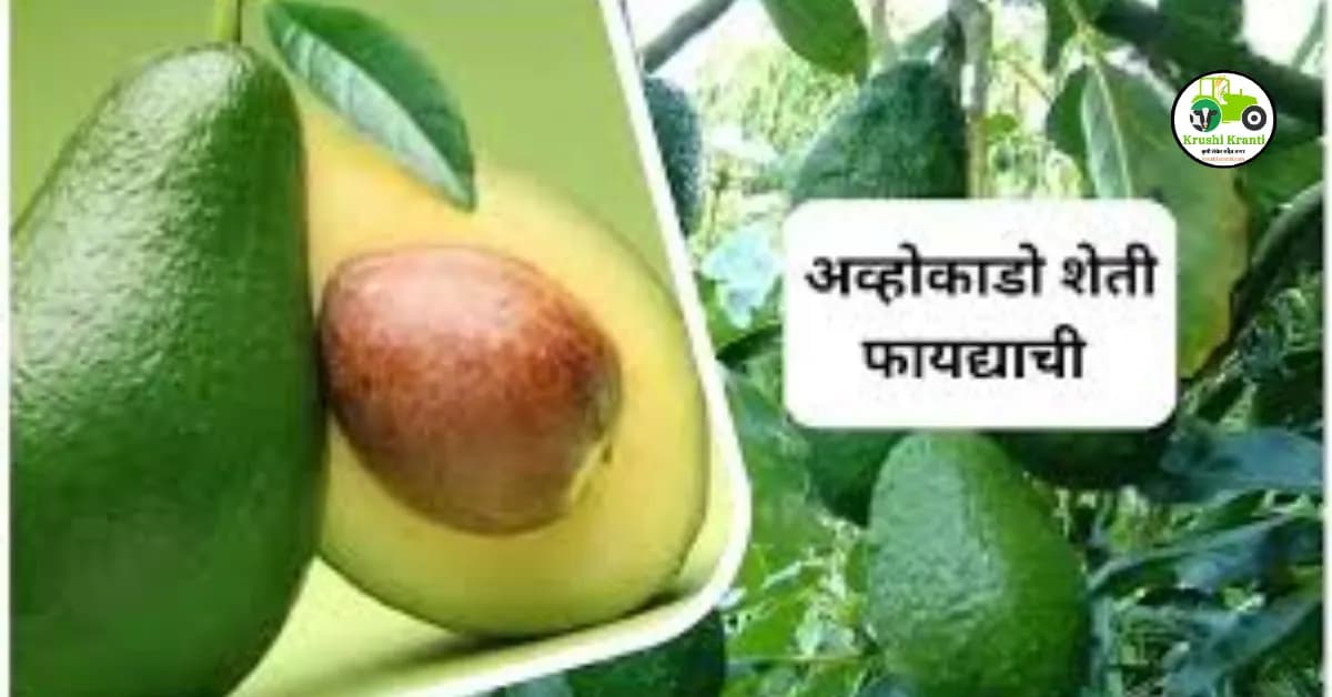 अव्होकाडो शेती फायद्याची 