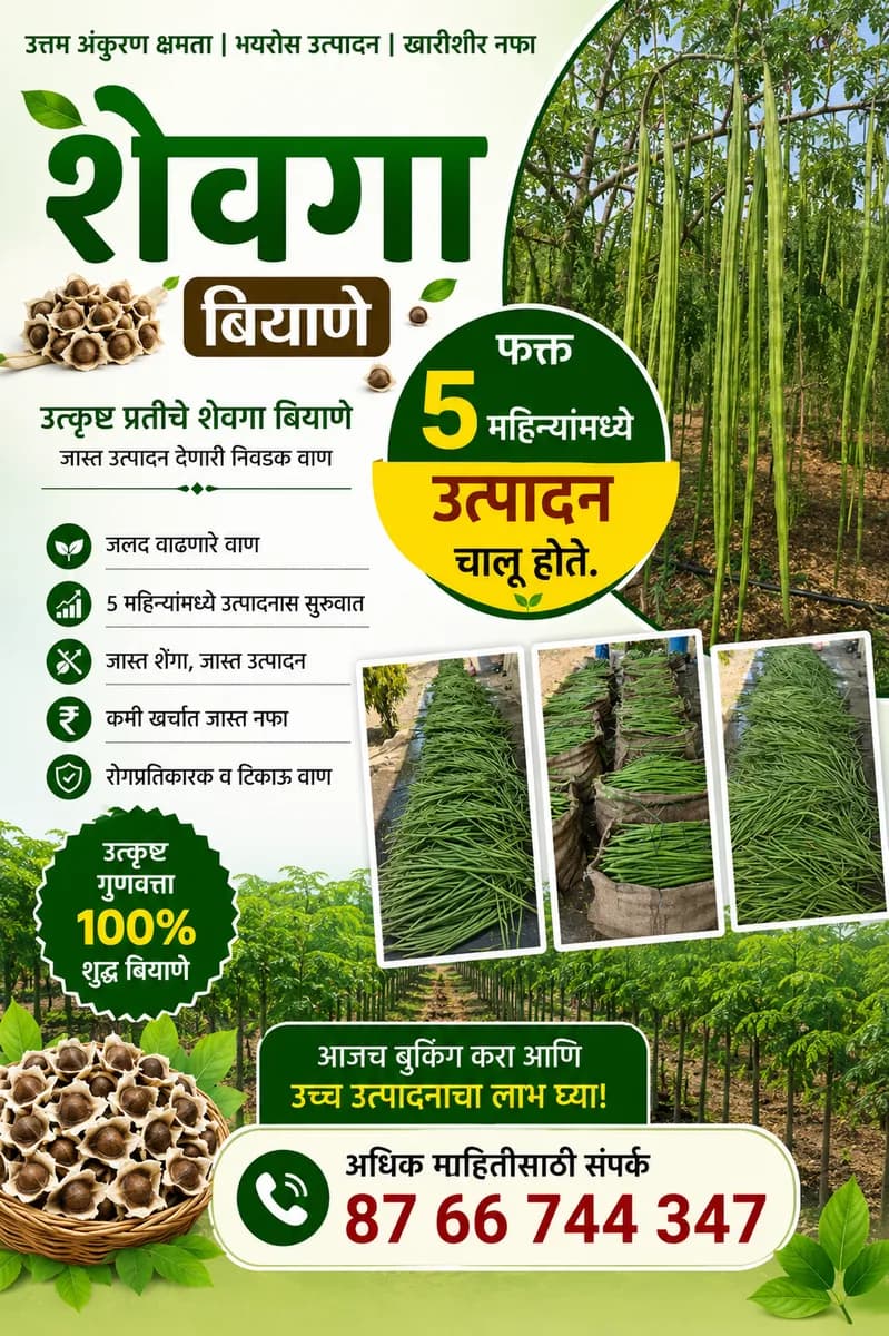 ODC-3 शेवगा बियाणे विक्रीसाठी उपलब्ध