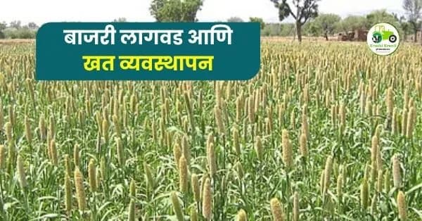 बाजरी लागवड व खत व्यवस्थापन: भरघोस उत्पादनासाठी संपूर्ण मार्गदर्शक