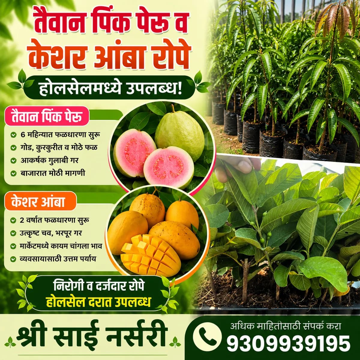 तैवान पिंक पेरू व केशर आंबा रोपे होलसेलमध्ये उपलब्ध!