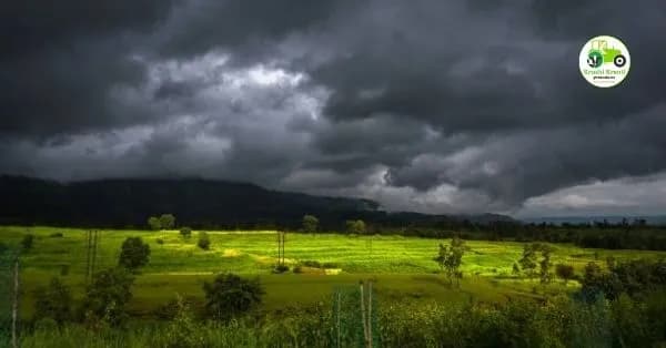 महाराष्ट्रात मान्सूनची दमदार वाटचाल! 25 जिल्ह्यांना यलो अलर्ट; पुढील काही दिवस मुसळधार पावसाचा अंदाज