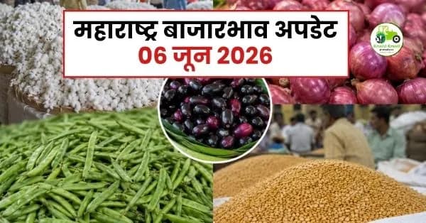 महाराष्ट्र बाजारभाव अपडेट 06 जून 2026: कापूस, कांदा, तूर, गवार आणि जांभूळ दरात मोठी चढ-उतार