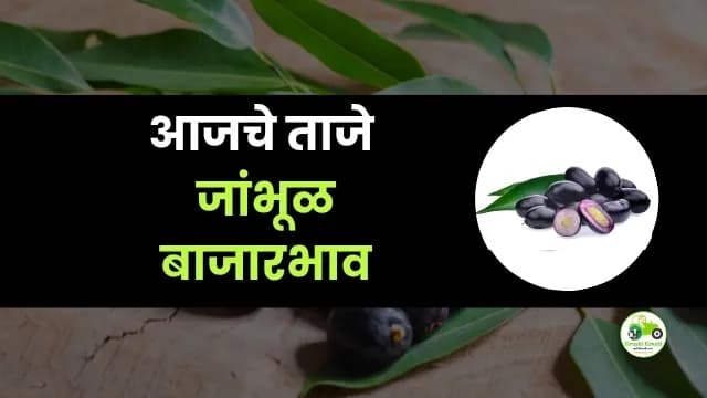 जांभूळ 