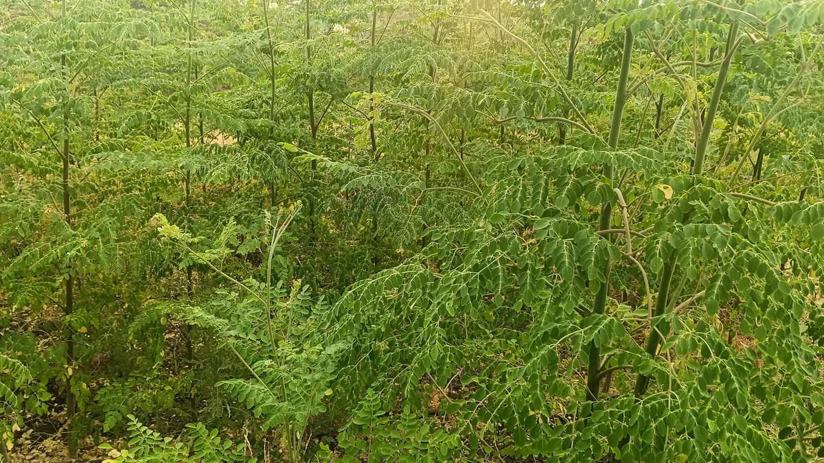 Moringa Powder (शेवगा पावडर) विक्रीसाठी उपलब्ध